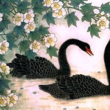 Оригинал схемы вышивки «черные лебеди» (№673644)