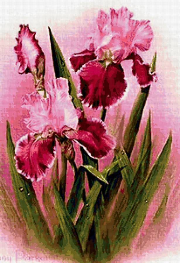 ирисы - природа, ирисы, картина, пано, цветы - предпросмотр