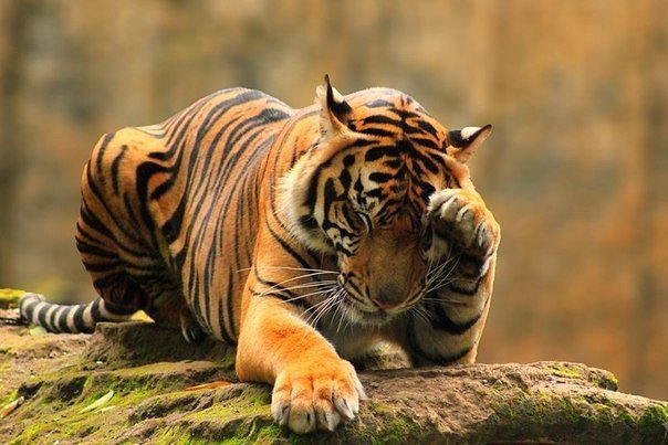 тигр умывается - тигр, кошка - оригинал