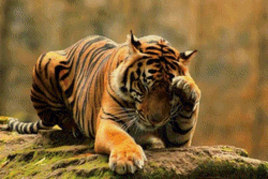 тигр умывается - тигр, кошка - предпросмотр