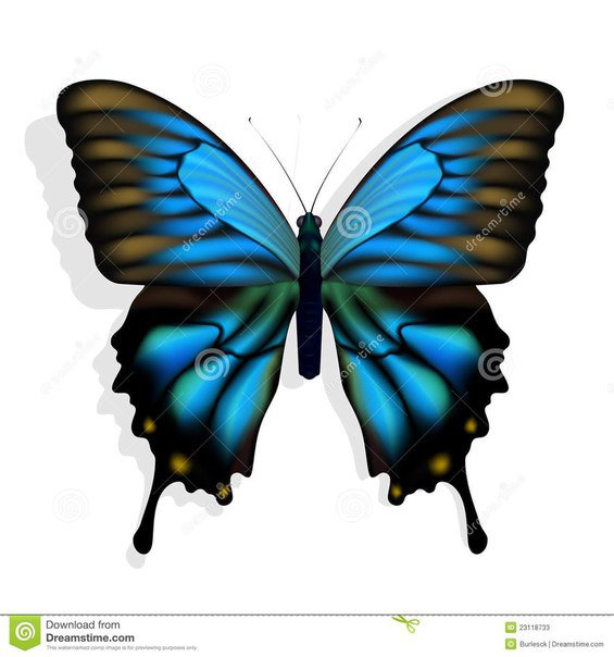 бабочка - оригинал