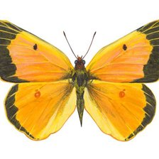 Оригинал схемы вышивки «бабочка» (№673853)