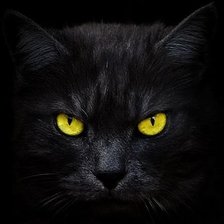 Схема вышивки «Котэ.»