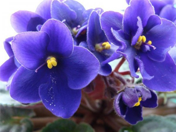 фиалка - цветы - оригинал