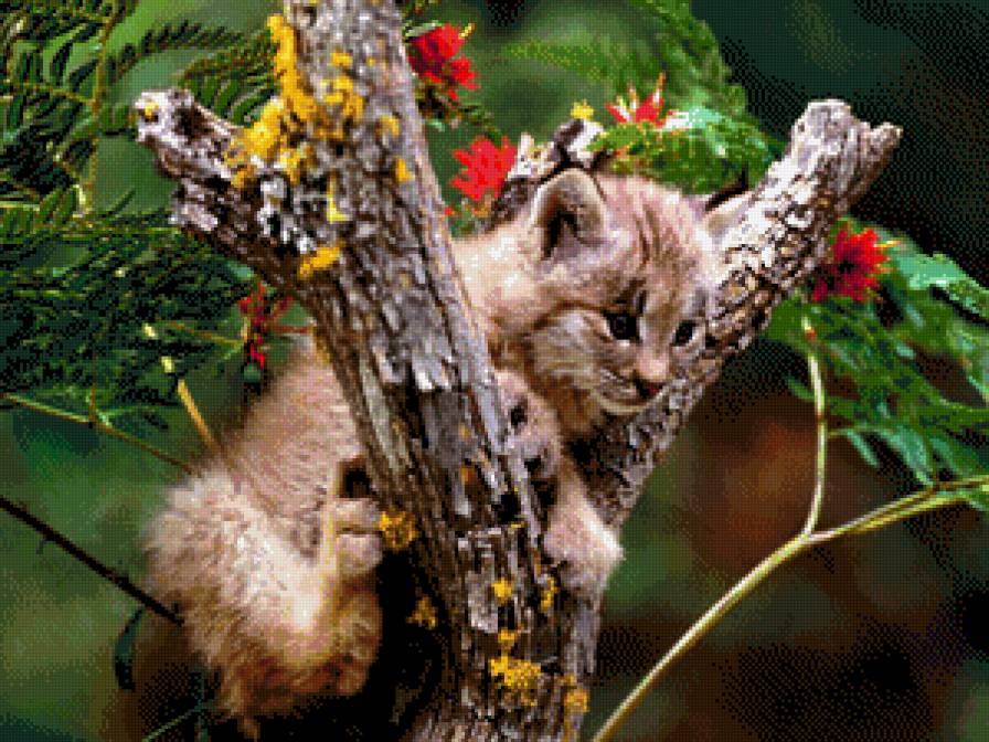 Рысенок на дереве - животные, рысь - предпросмотр