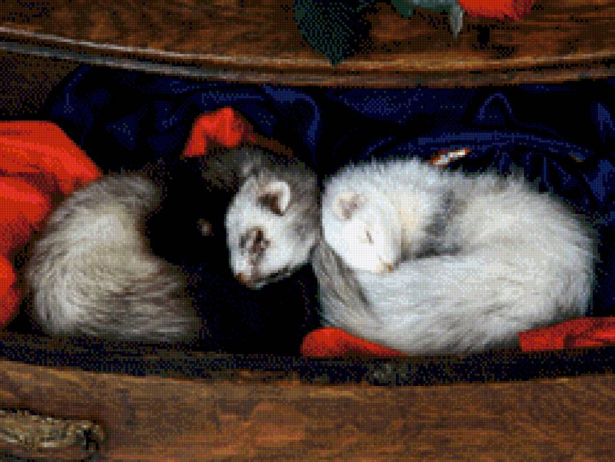 Сонное царство - хорек, животные - предпросмотр