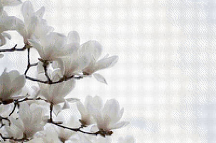 №674109 - белый, цветы - предпросмотр