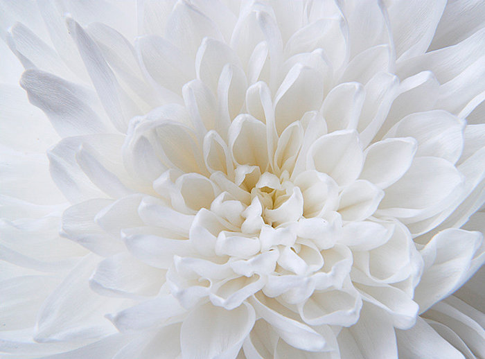 №674170 - цветы, георгин, белый - оригинал