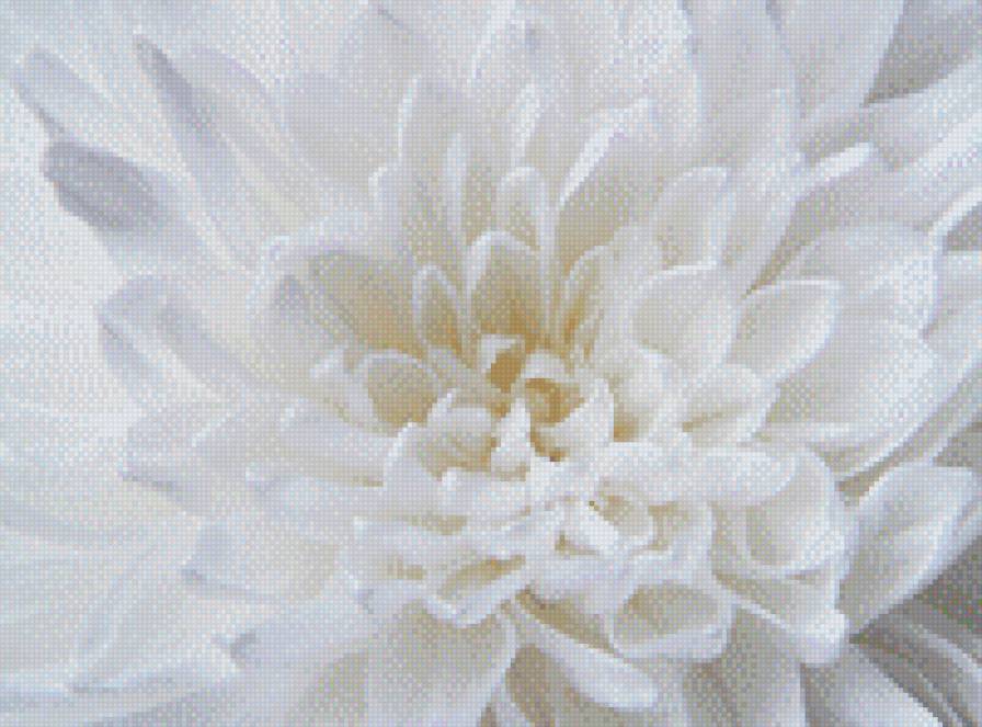 №674170 - георгин, цветы, белый - предпросмотр