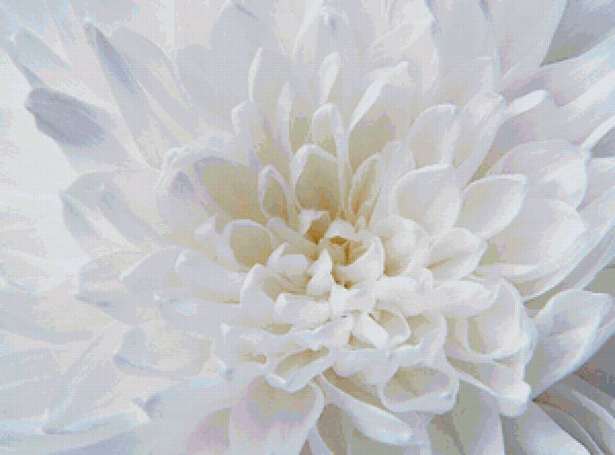 пион - цветы - предпросмотр