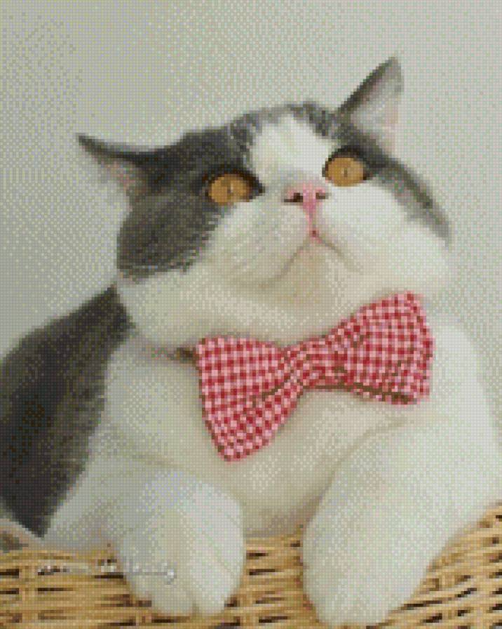 котик - предпросмотр