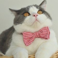 Схема вышивки «котик»