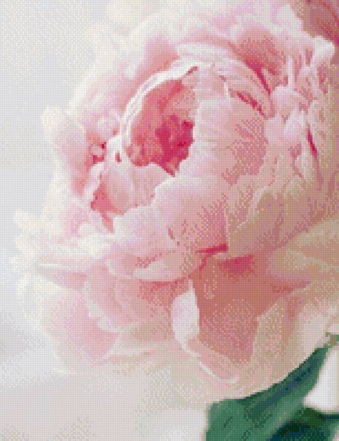 №674422 - пион, цветок - предпросмотр