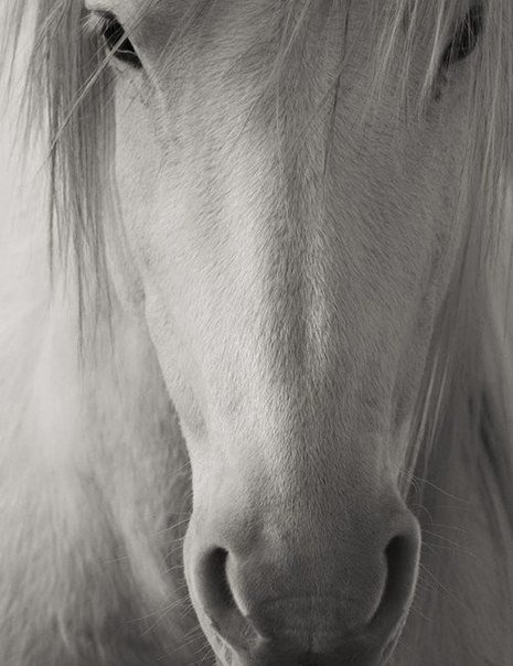 №674429 - лошадь, былый - оригинал