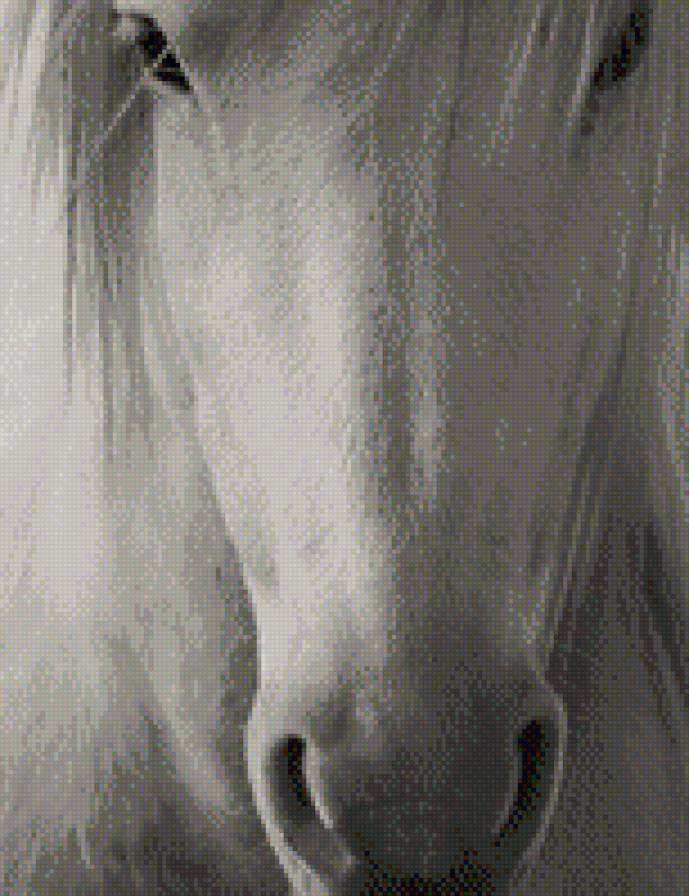 №674429 - лошадь, былый - предпросмотр