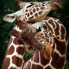 Схема вышивки «Жирафы»