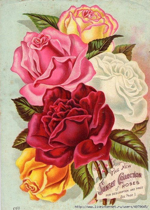 розы - цветы, розы, открытка - оригинал