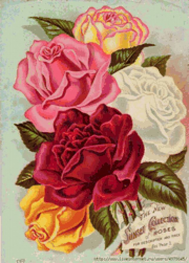 розы - розы, открытка, цветы - предпросмотр