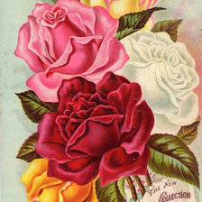Оригинал схемы вышивки «розы» (№674729)