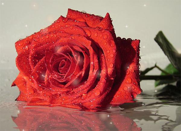 Роза - оригинал