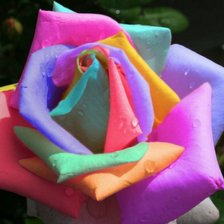 Схема вышивки «необычная роза»