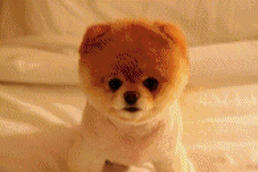 Шпиц - животное, зверушка, собачка - предпросмотр