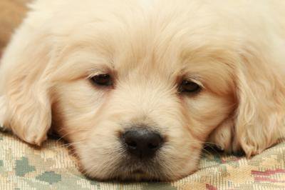 Малыш - животное, зверушка, собачка - оригинал