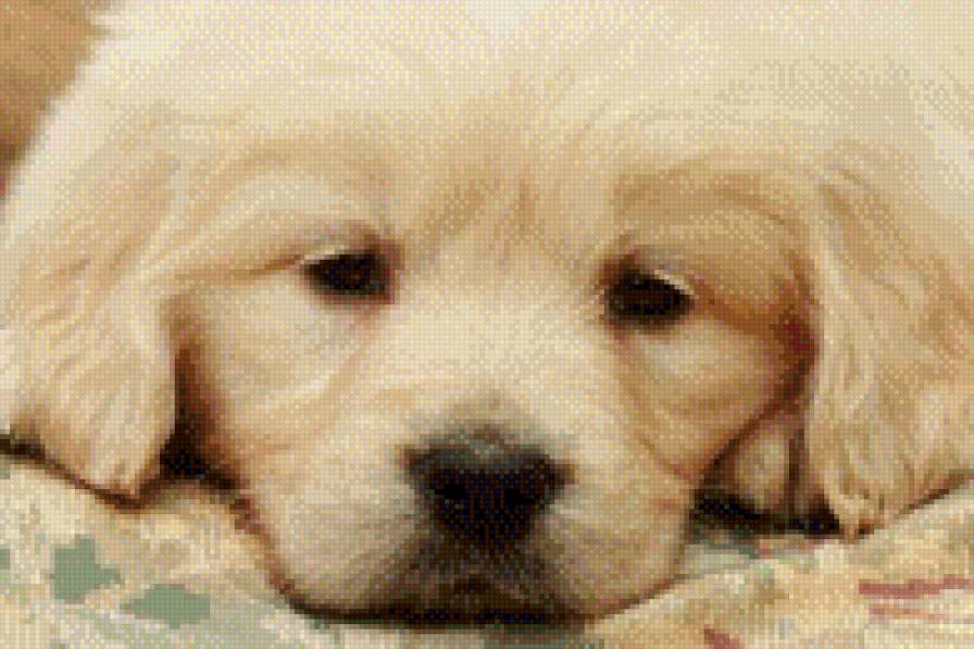 Малыш - животное, зверушка, собачка - предпросмотр