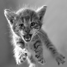 Схема вышивки «Киса»