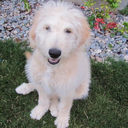 Дружок - щенок, зверушка - оригинал