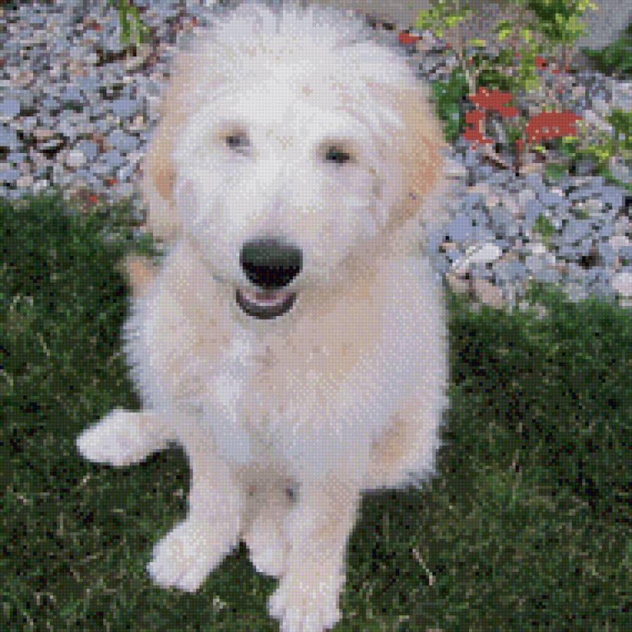 Дружок - щенок, зверушка - предпросмотр