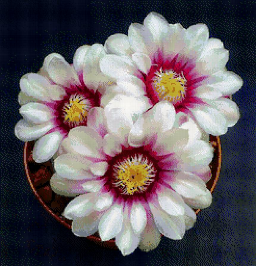 Нежное цветение. - красота, цветы, кактус - предпросмотр