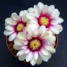 Схема вышивки «Нежное цветение.»