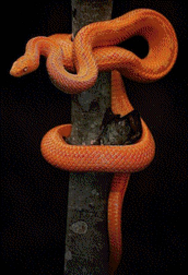 Мудрость змеи. - оберег, змея, мудрость, богатство - предпросмотр