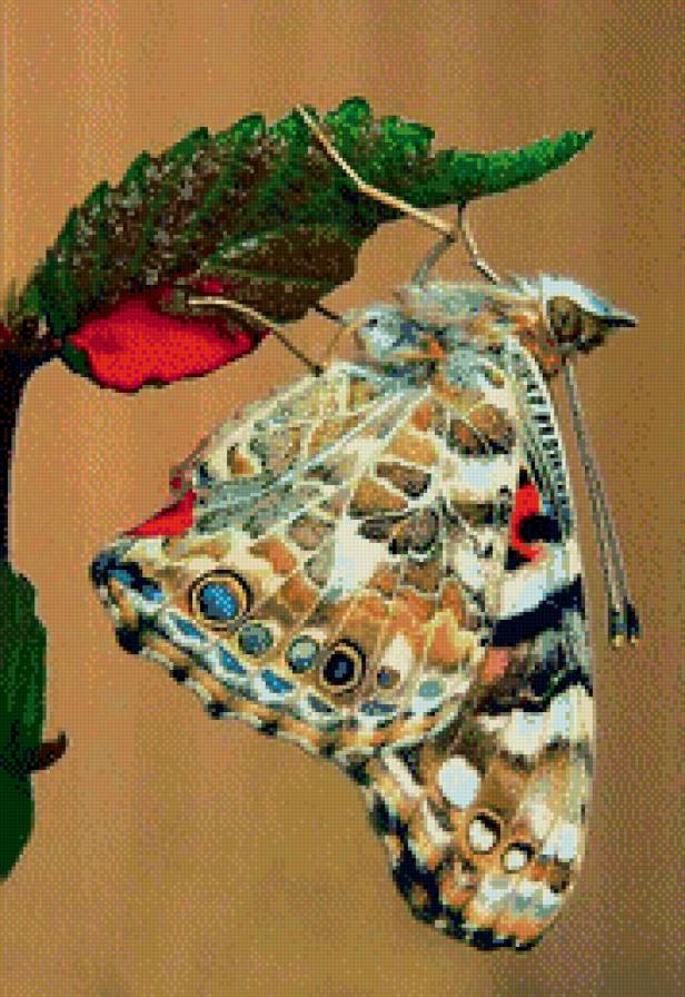 Мир бабочки. - природа, бабочка - предпросмотр