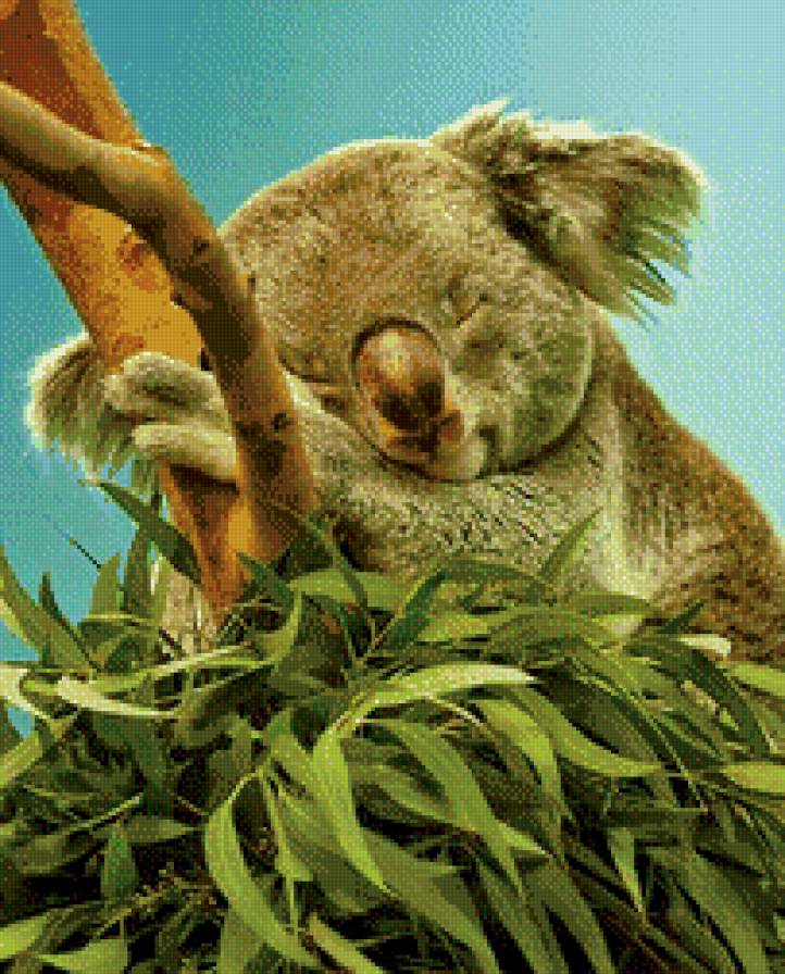 Спящий коала. - нежность, умиление, коала, медведь, мишка - предпросмотр