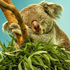 Спящий коала.