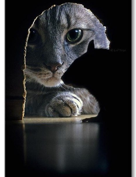 Кошки -  мышки - кошка, кот и мышь, охота, кот, мышка - оригинал