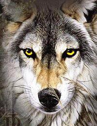 волчий взгляд - волки, животные - оригинал