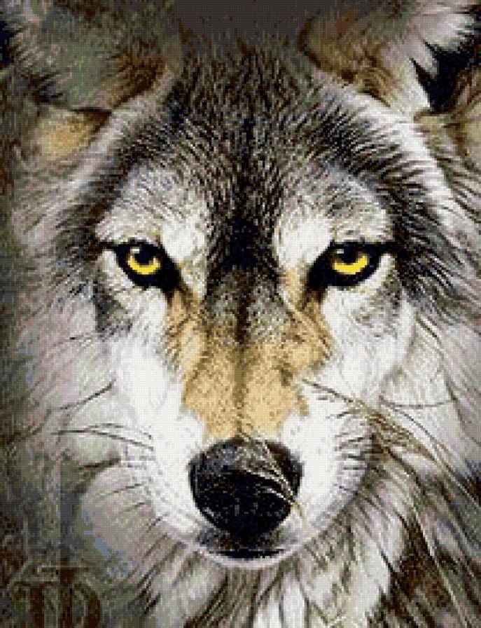 волчий взгляд - волки, животные - предпросмотр