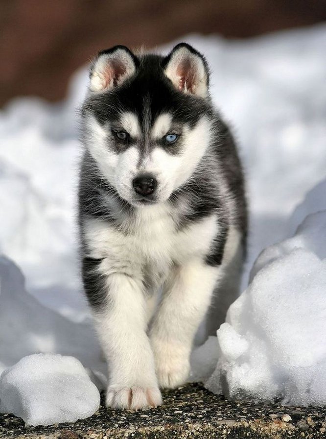 Хаски - собака, щенок, зима, волк, снег, хаски - оригинал