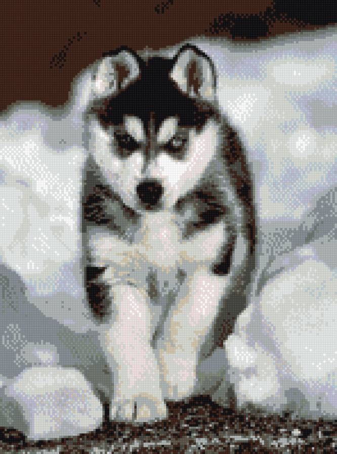 Хаски - собака, хаски, щенок, снег, волк, зима - предпросмотр