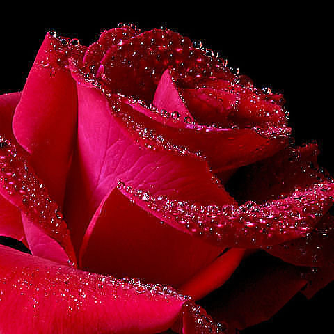 роза - цветок, подушка, роза, цветы - оригинал