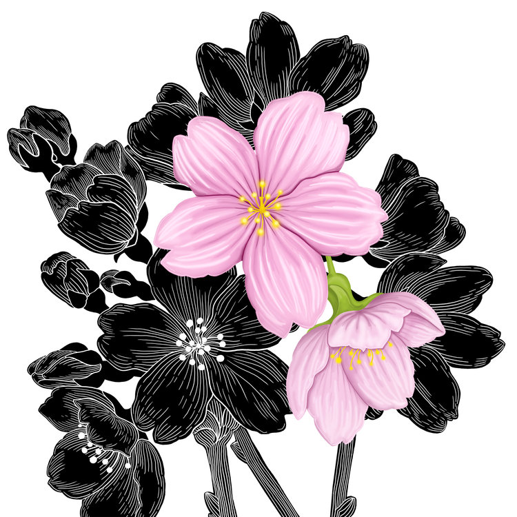 орхидеи-2 - монохром, цветы, черное и красное, орхидеи - оригинал