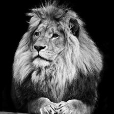 Схема вышивки «царь зверей»