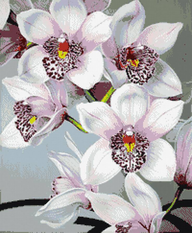 орхидеи - орхидеи, цветы, букет - предпросмотр