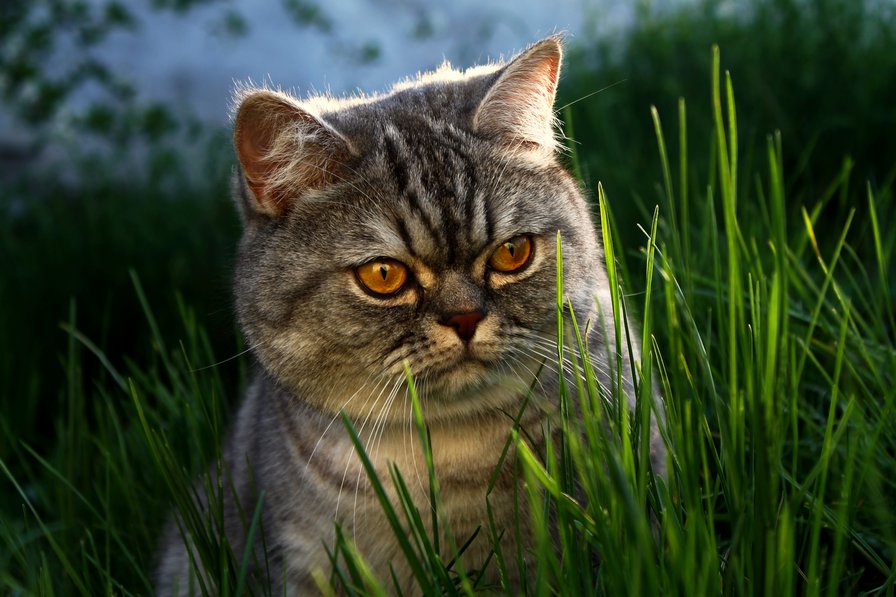 кот в траве - кот, кошка, лето - оригинал
