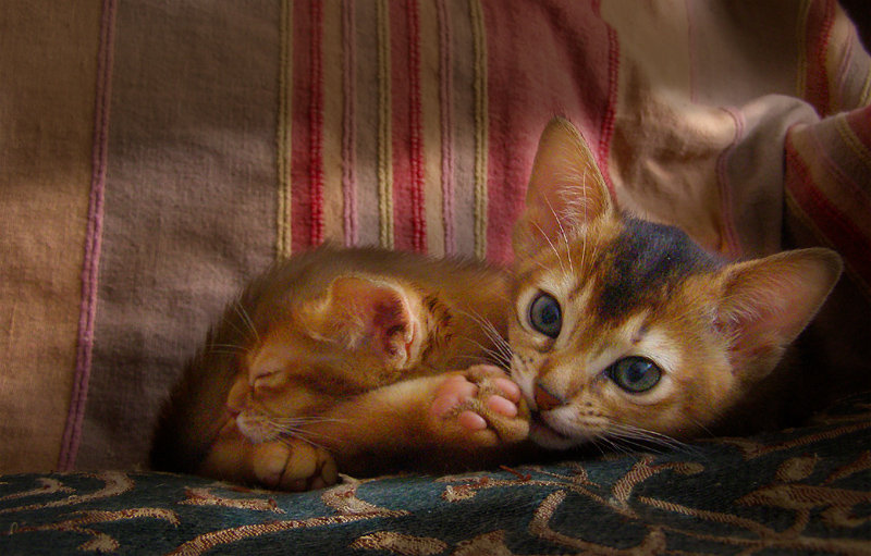 Абисинка - кот, кошка, котенок, абиссинская кошка - оригинал