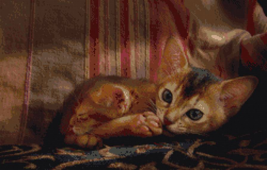 Абисинка - абиссинская кошка, кошка, кот, котенок - предпросмотр