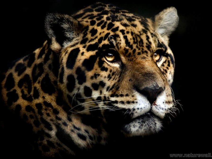 черн.фон - дикие животные - оригинал